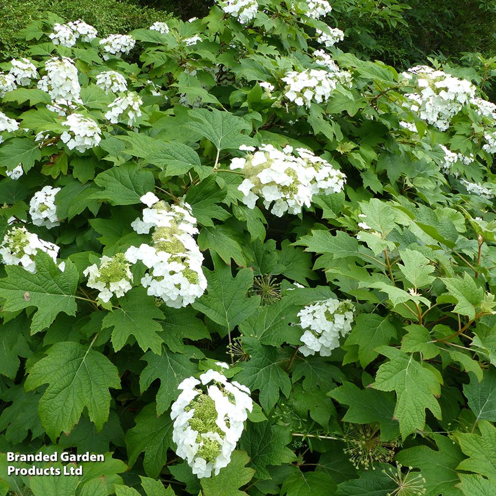 Hydrangea Quercifolia Snow Queen - View 7 from www redcrocus com