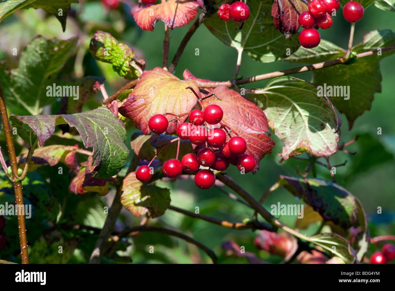 Viburnum Trilobum Wentworth - View 11 from www redcrocus com