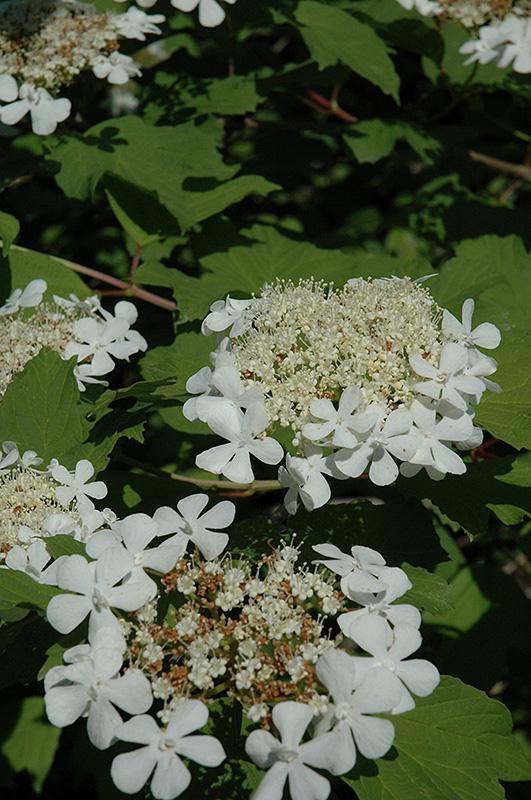 Viburnum Trilobum Wentworth - View 2 from www redcrocus com