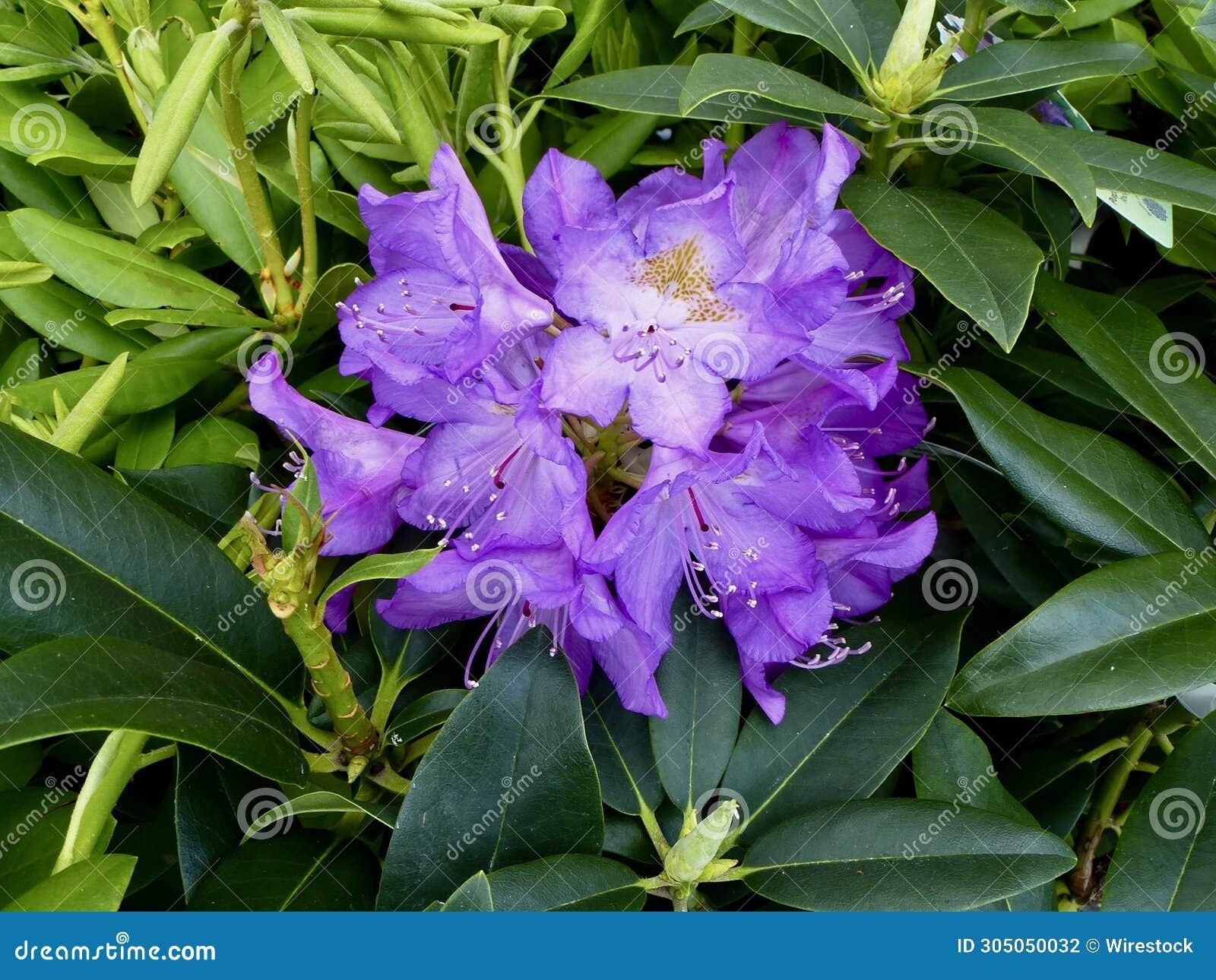 Rhododendron Purpureum Elegans - View 12 from www redcrocus com