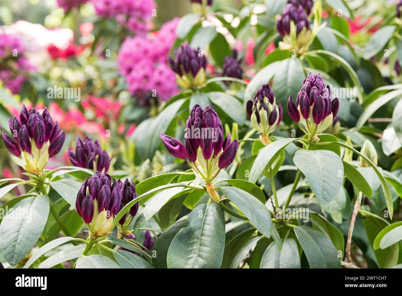 Rhododendron Purpureum Elegans - View 13 from www redcrocus com