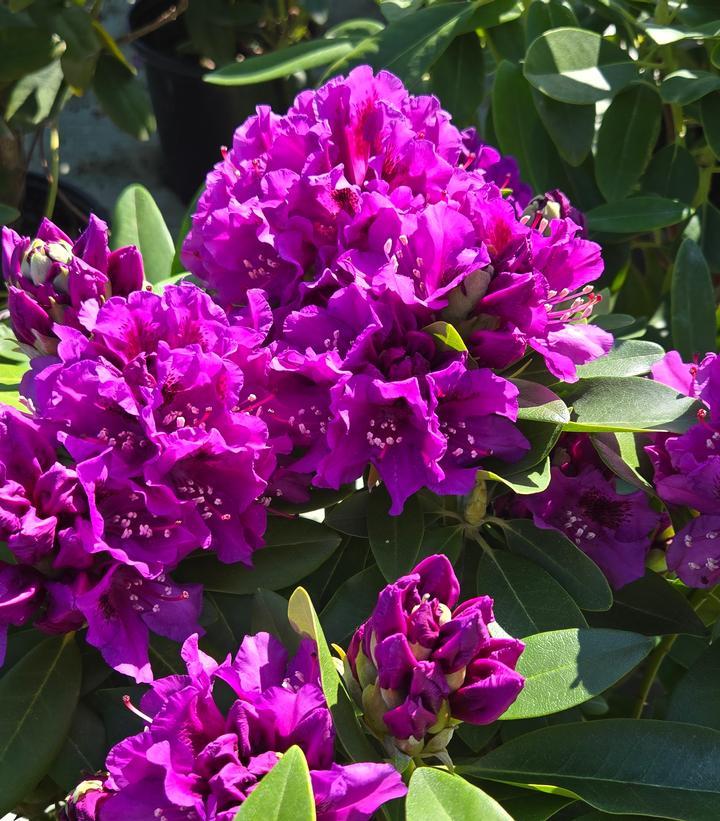 Rhododendron Purpureum Elegans - View 16 from www redcrocus com