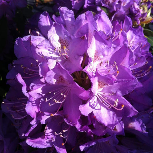 Rhododendron Purpureum Elegans - View 17 from www redcrocus com