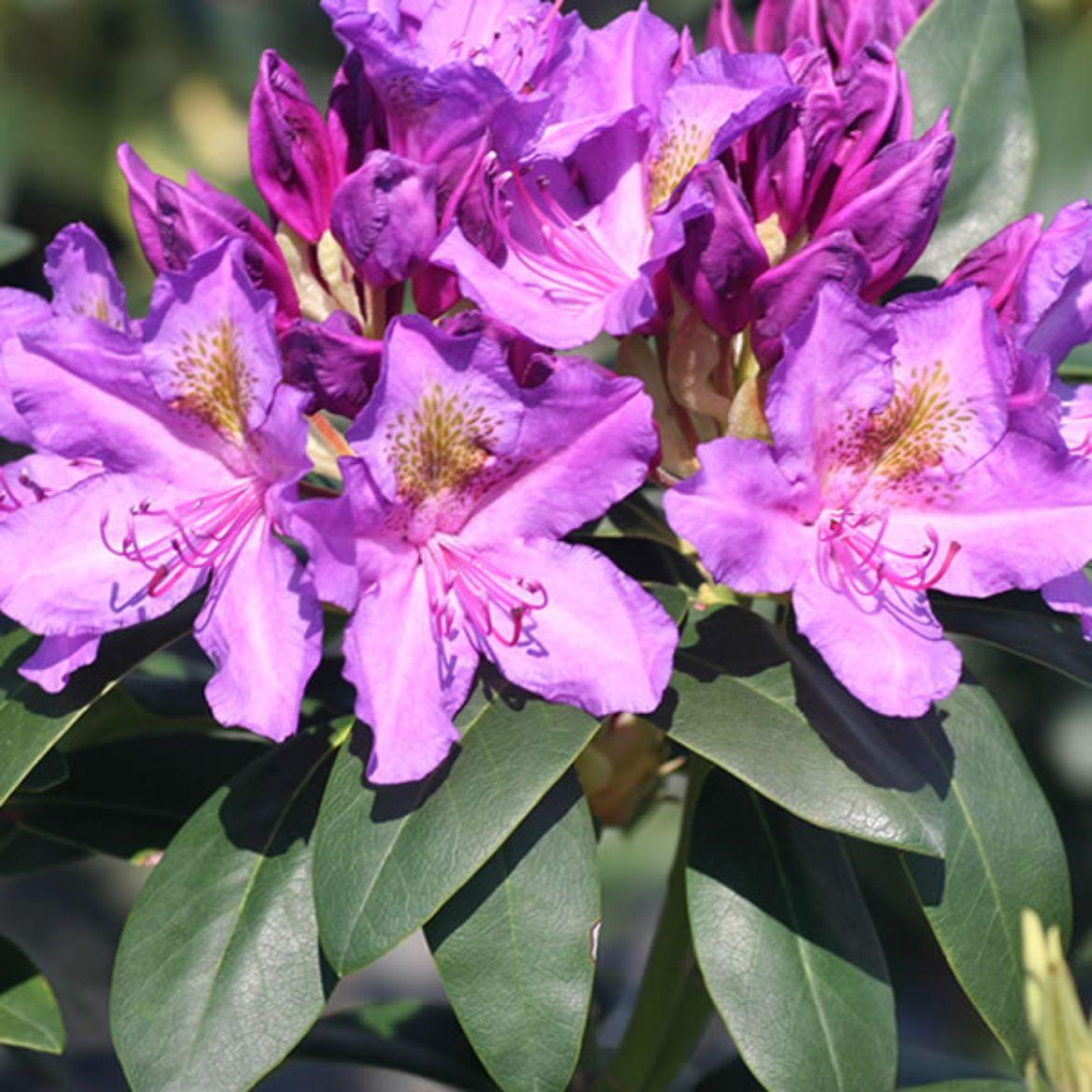 Rhododendron Purpureum Elegans - View 3 from www redcrocus com