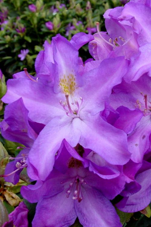 Rhododendron Purpureum Elegans - View 7 from www redcrocus com