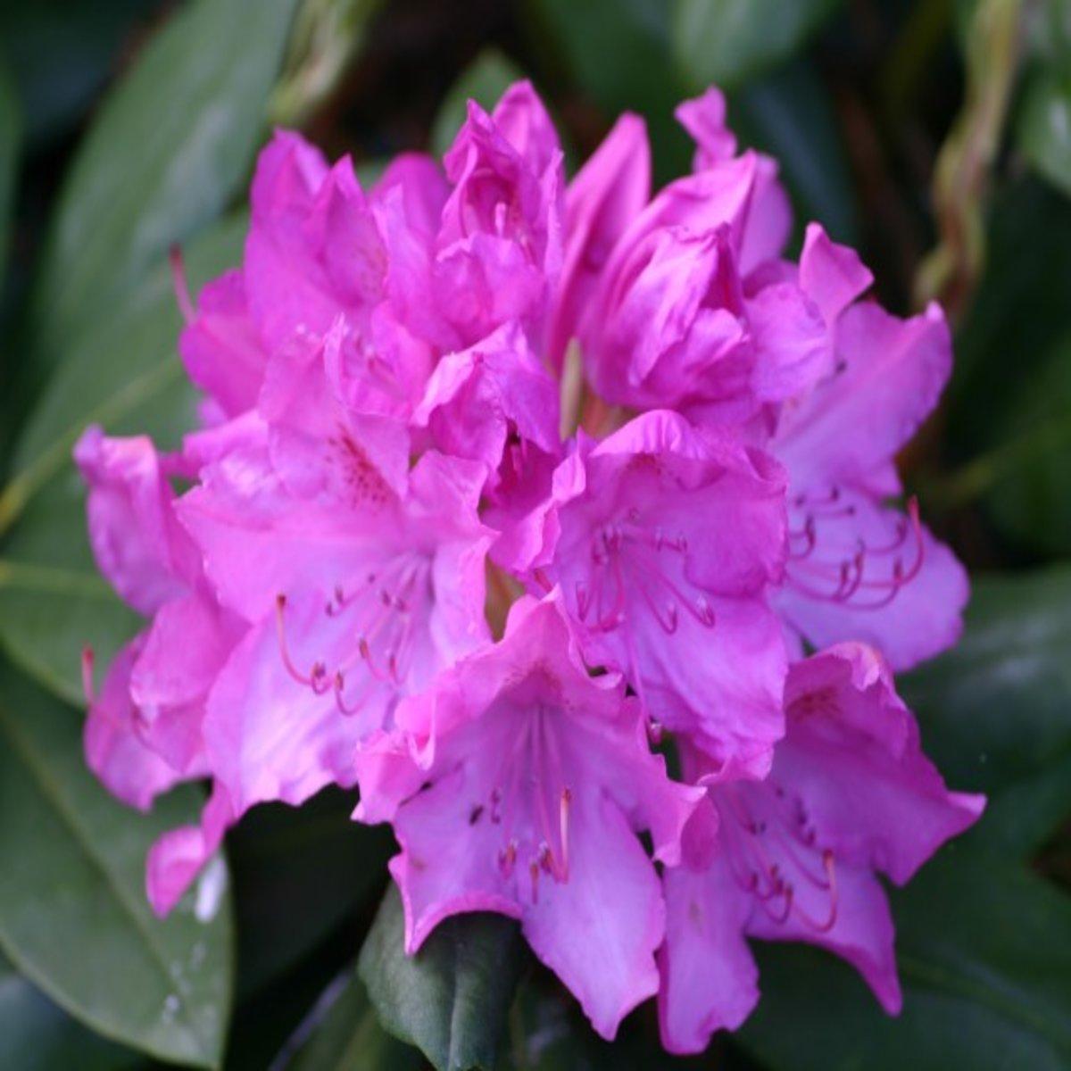 Rhododendron Purpureum Elegans - View 8 from www redcrocus com