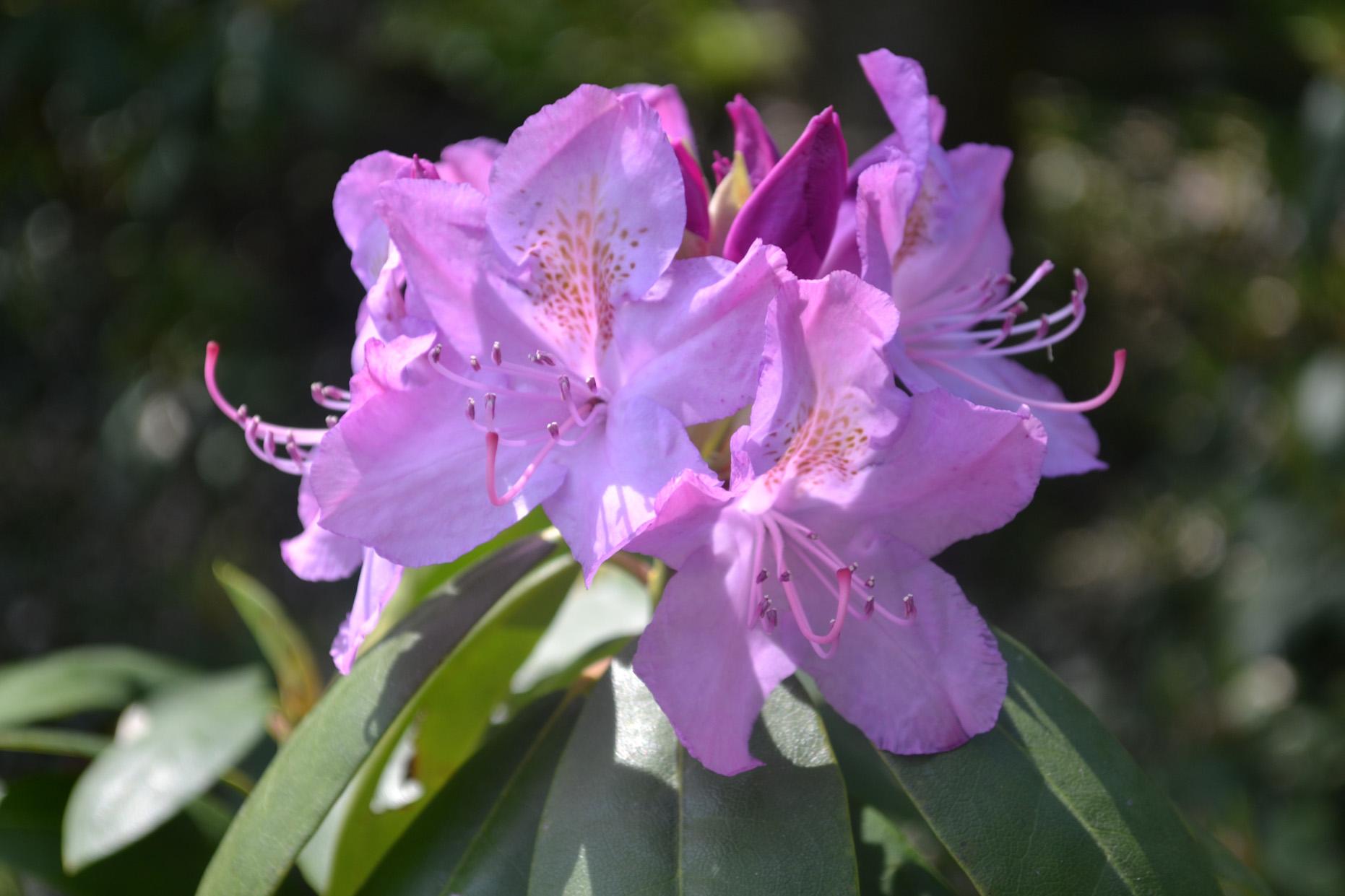 Rhododendron Purpureum Elegans - View 9 from www redcrocus com