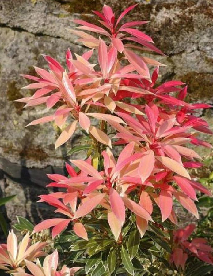 Pieris Japonica Flaming Silver - View 10 from www redcrocus com