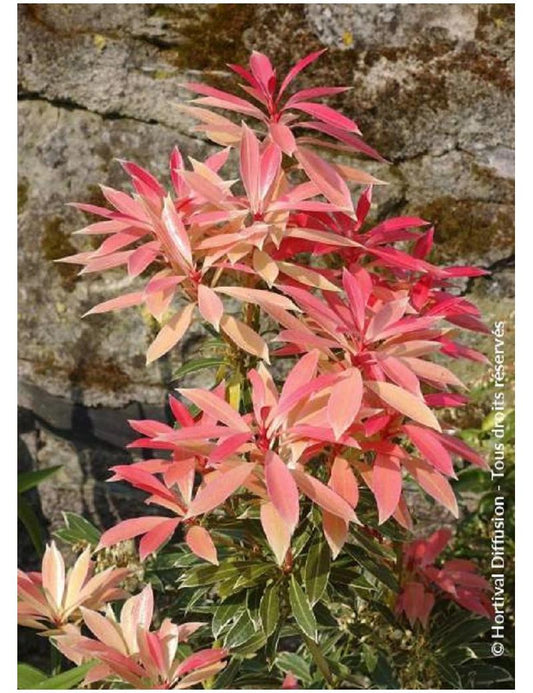 Pieris Japonica Flaming Silver - View 10 from www redcrocus com