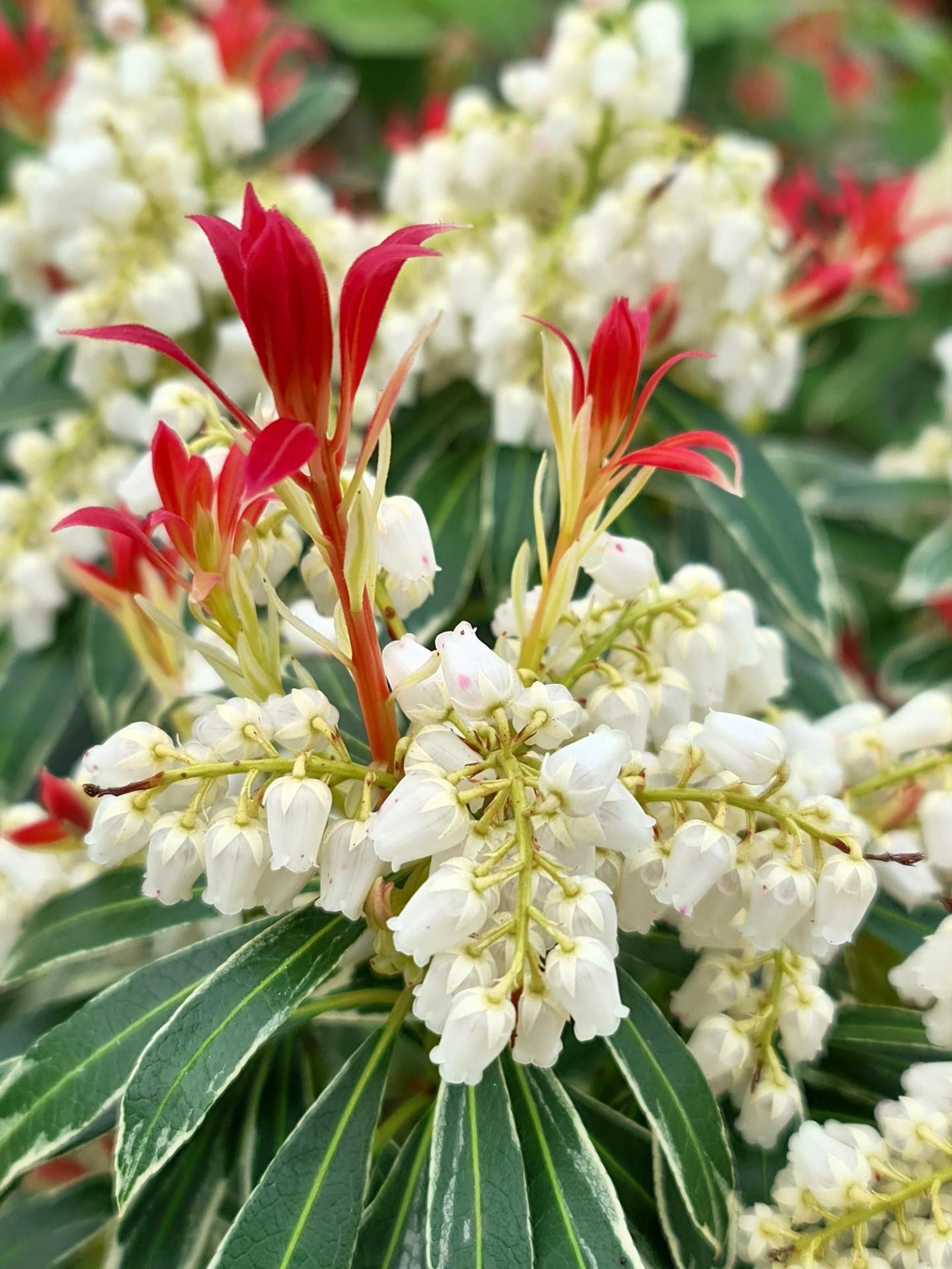Pieris Japonica Flaming Silver - View 11 from www redcrocus com