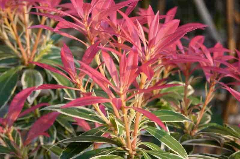 Pieris Japonica Flaming Silver - View 12 from www redcrocus com