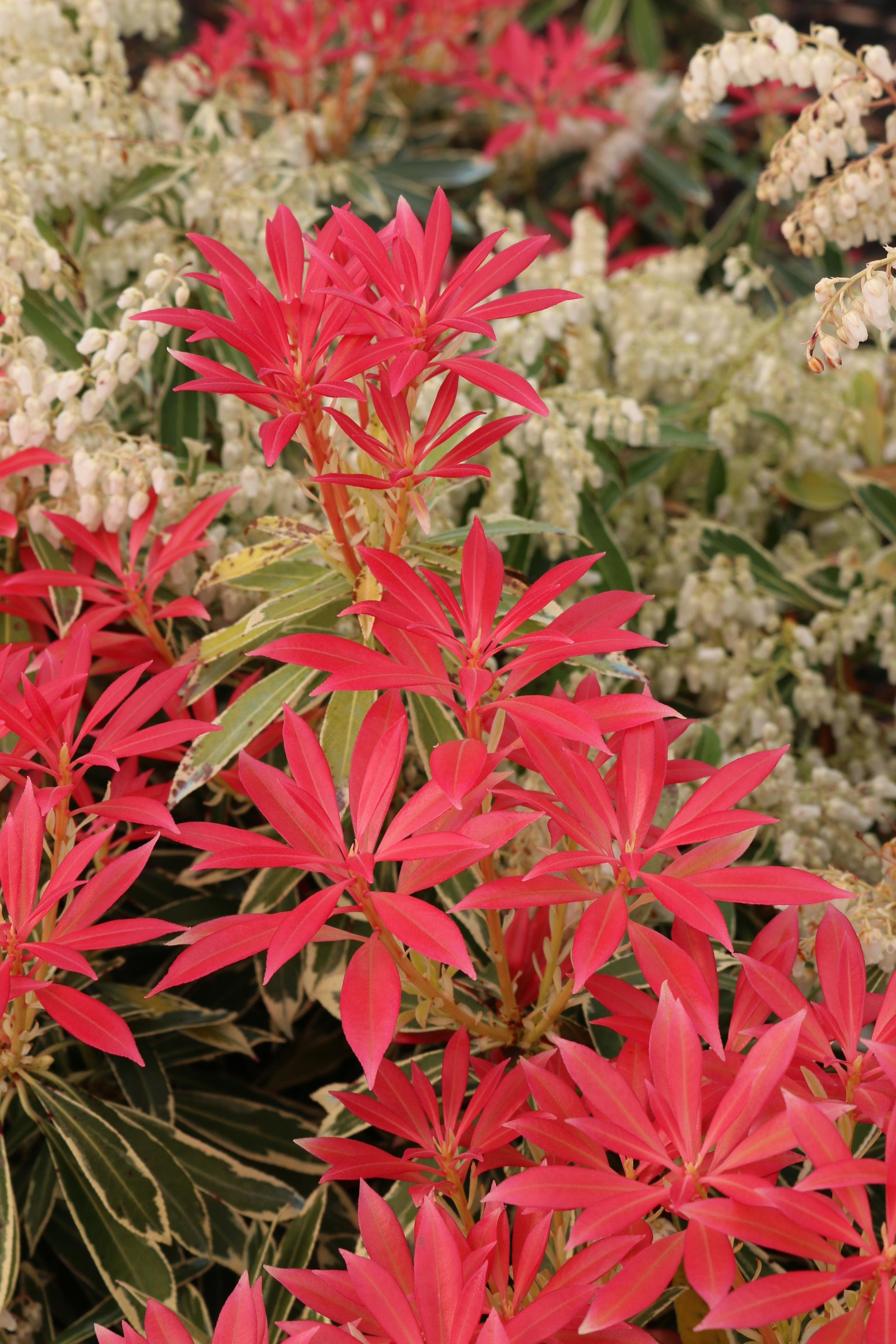 Pieris Japonica Flaming Silver - View 13 from www redcrocus com