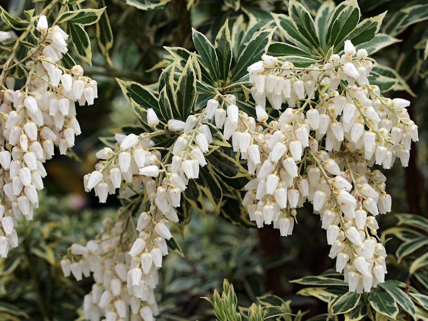 Pieris Japonica Flaming Silver - View 14 from www redcrocus com