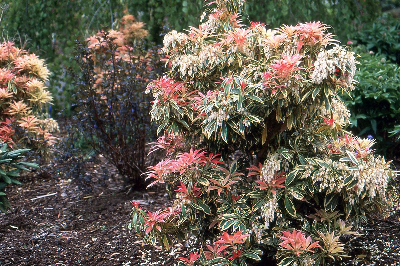 Pieris Japonica Flaming Silver - View 16 from www redcrocus com