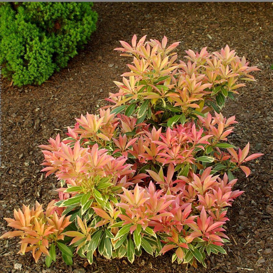 Pieris Japonica Flaming Silver - View 17 from www redcrocus com