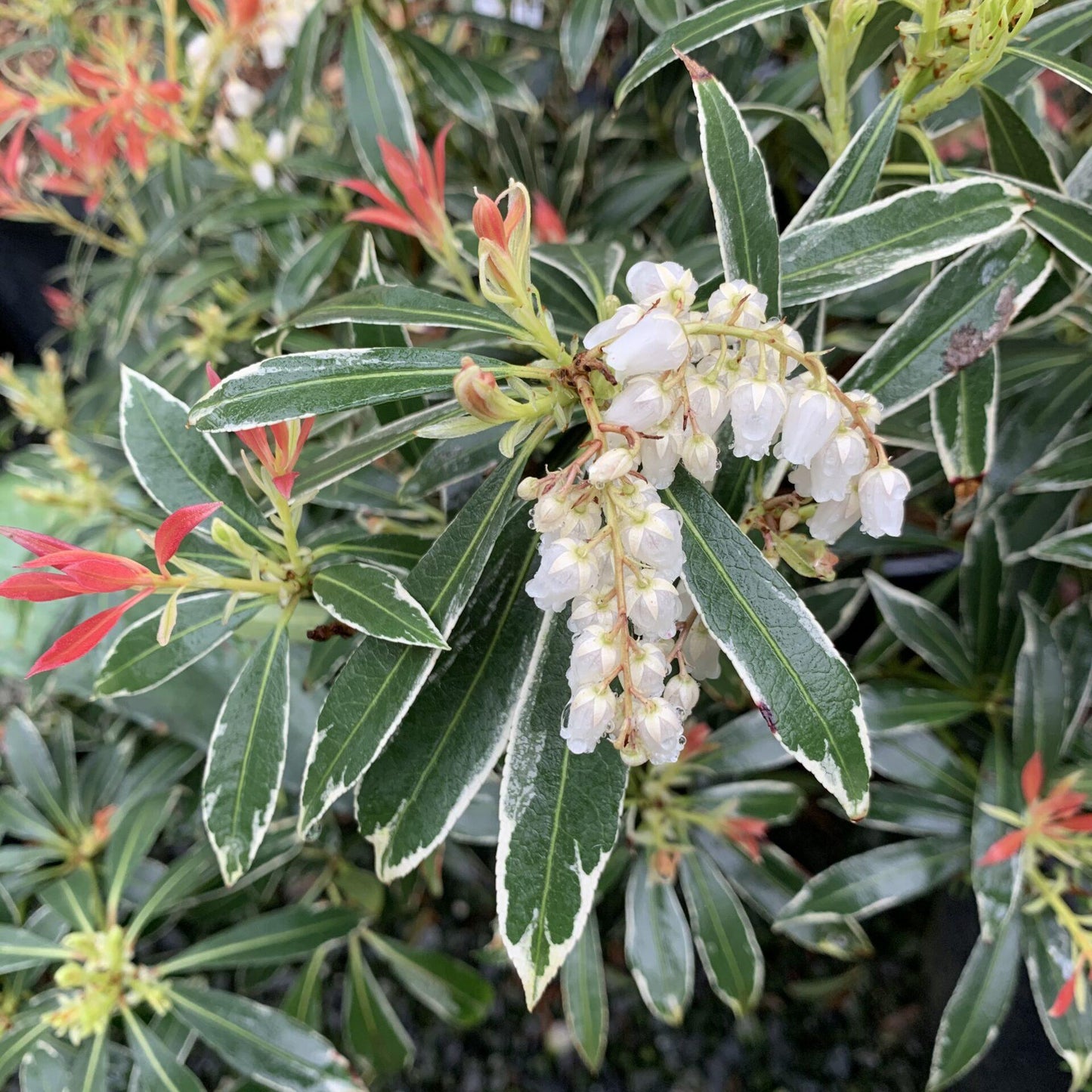 Pieris Japonica Flaming Silver - View 18 from www redcrocus com