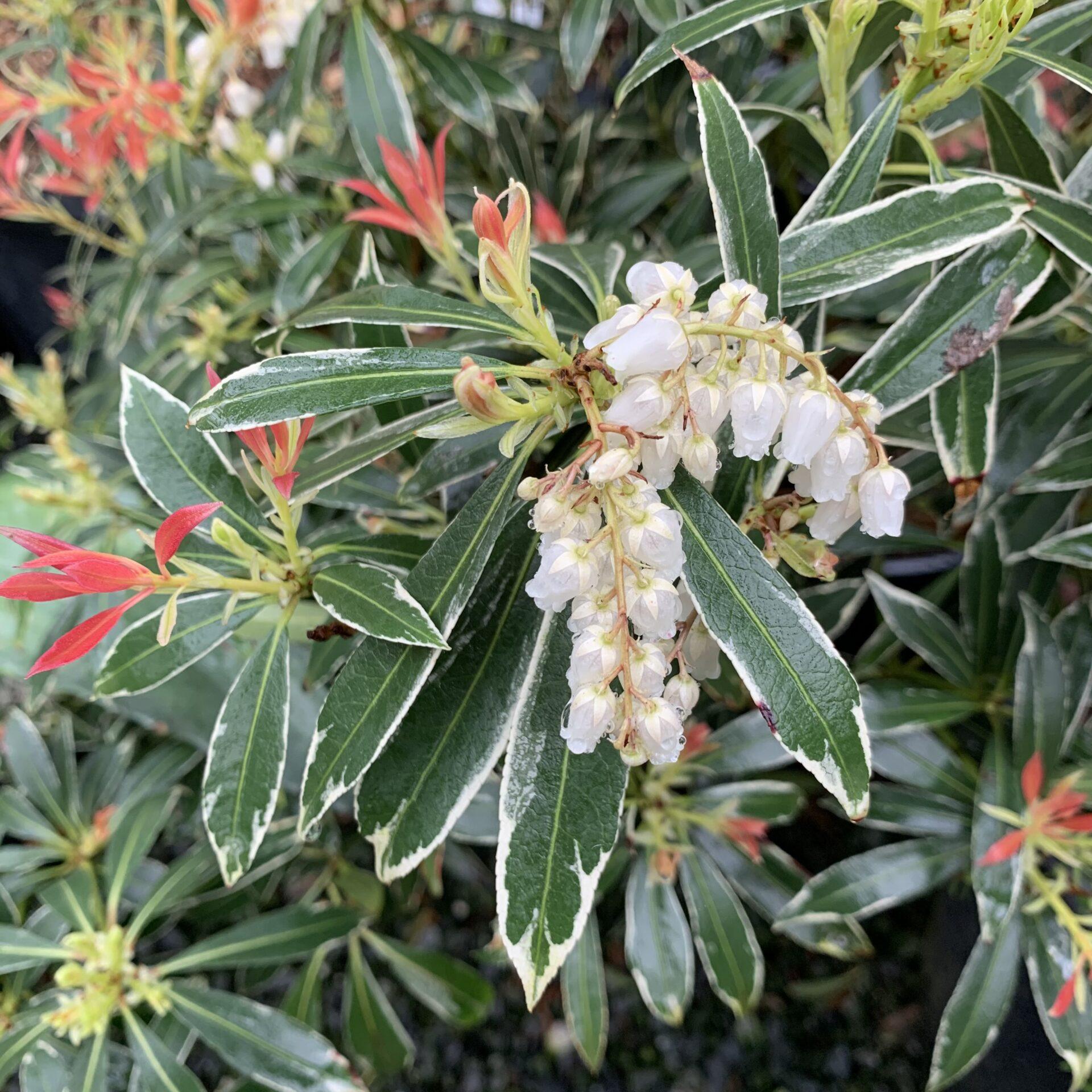Pieris Japonica Flaming Silver - View 18 from www redcrocus com