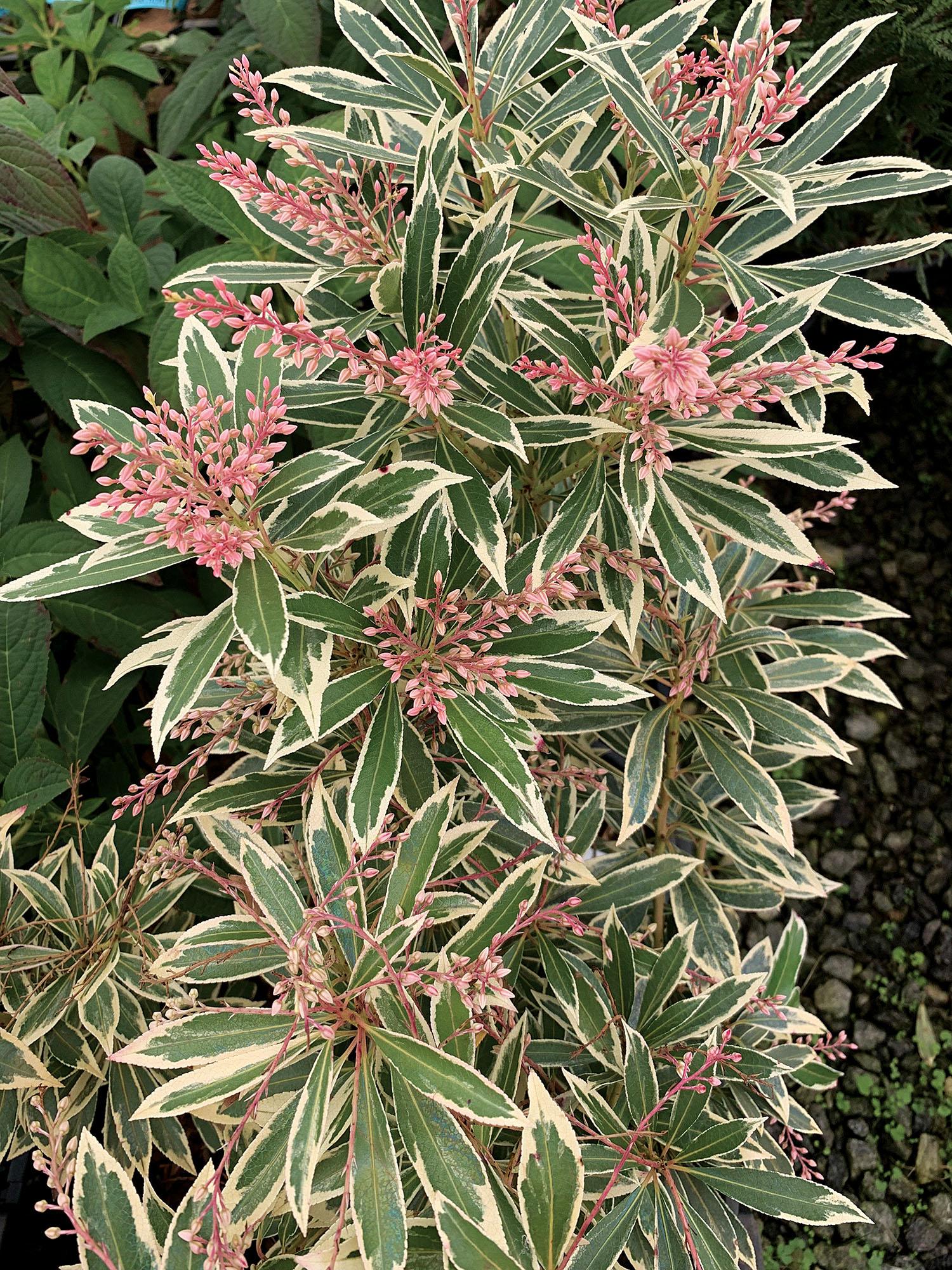 Pieris Japonica Flaming Silver - View 1 from www redcrocus com