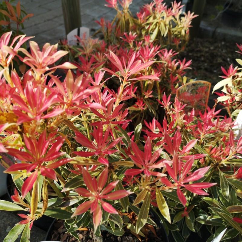 Pieris Japonica Flaming Silver - View 20 from www redcrocus com