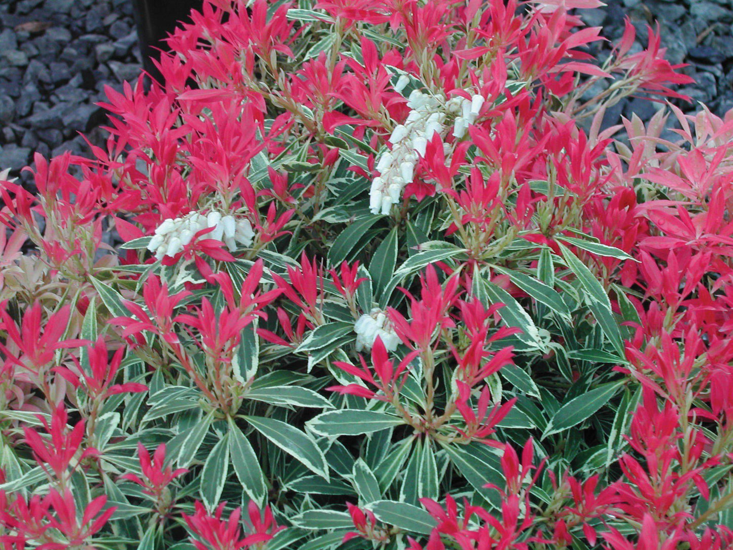 Pieris Japonica Flaming Silver - View 2 from www redcrocus com