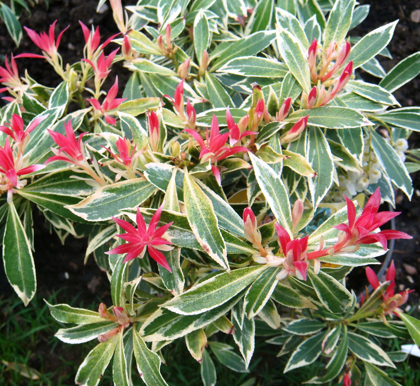 Pieris Japonica Flaming Silver - View 3 from www redcrocus com