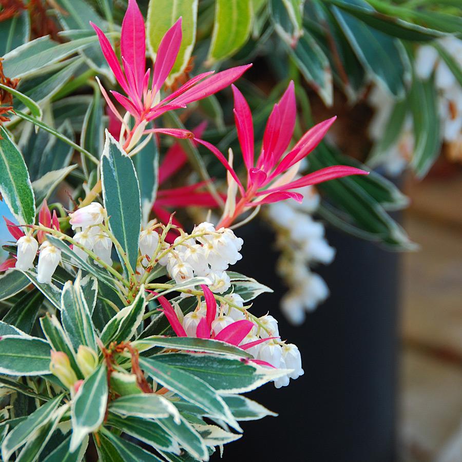 Pieris Japonica Flaming Silver - View 5 from www redcrocus com