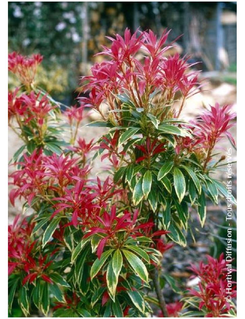 Pieris Japonica Flaming Silver - View 7 from www redcrocus com