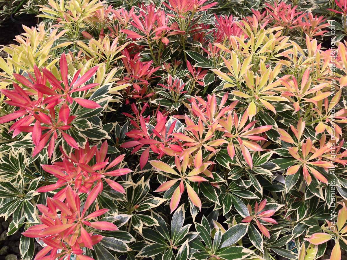 Pieris Japonica Flaming Silver - View 8 from www redcrocus com