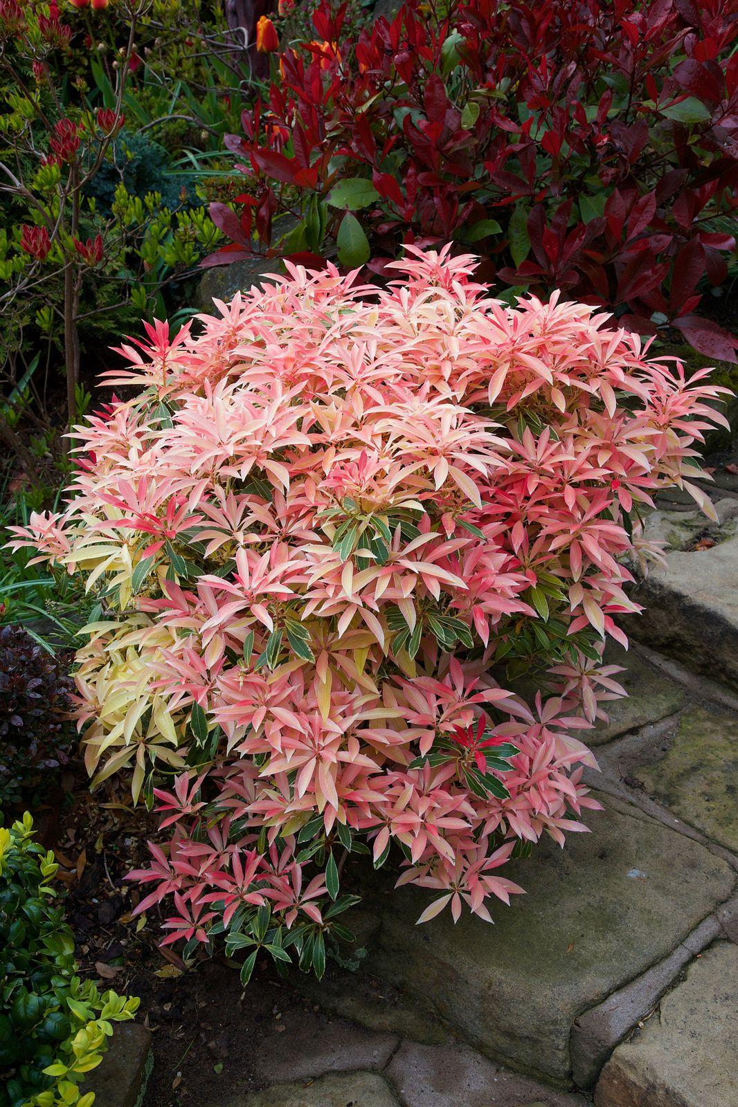 Pieris Japonica Flaming Silver - View 9 from www redcrocus com