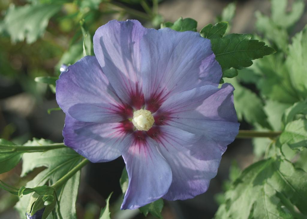 Hibiscus Syriacus Blue Satin - View 10 from www redcrocus com
