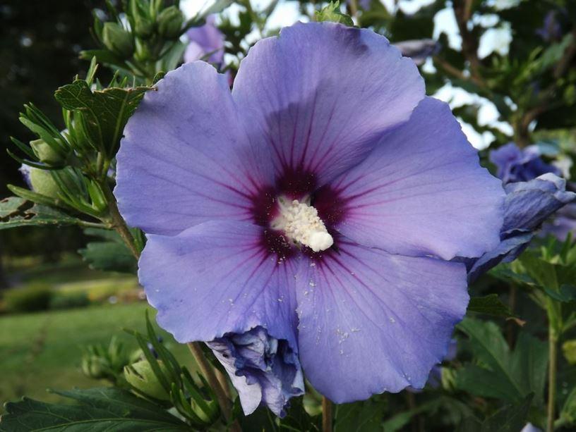 Hibiscus Syriacus Blue Satin - View 12 from www redcrocus com