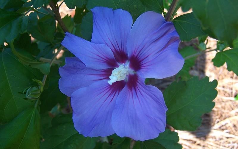 Hibiscus Syriacus Blue Satin - View 13 from www redcrocus com