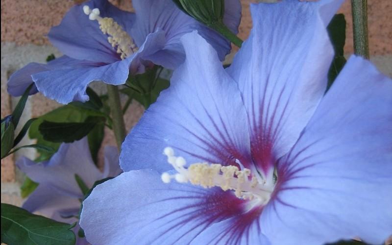 Hibiscus Syriacus Blue Satin - View 14 from www redcrocus com