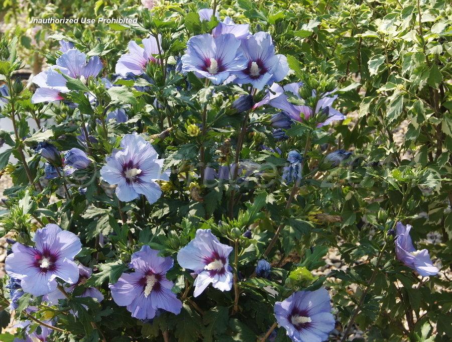 Hibiscus Syriacus Blue Satin - View 15 from www redcrocus com