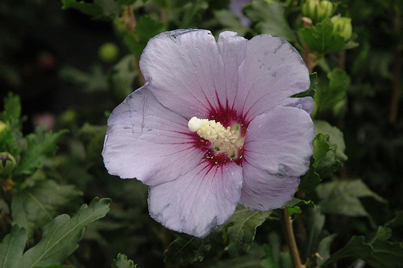 Hibiscus Syriacus Blue Satin - View 18 from www redcrocus com