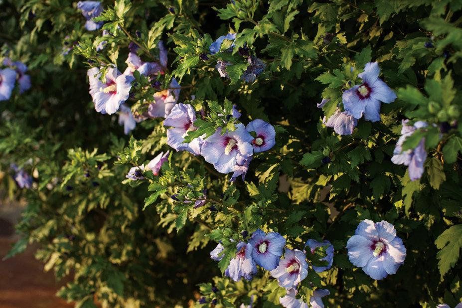 Hibiscus Syriacus Blue Satin - View 19 from www redcrocus com