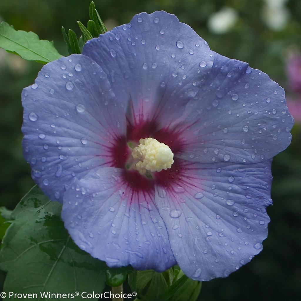 Hibiscus Syriacus Blue Satin - View 2 from www redcrocus com