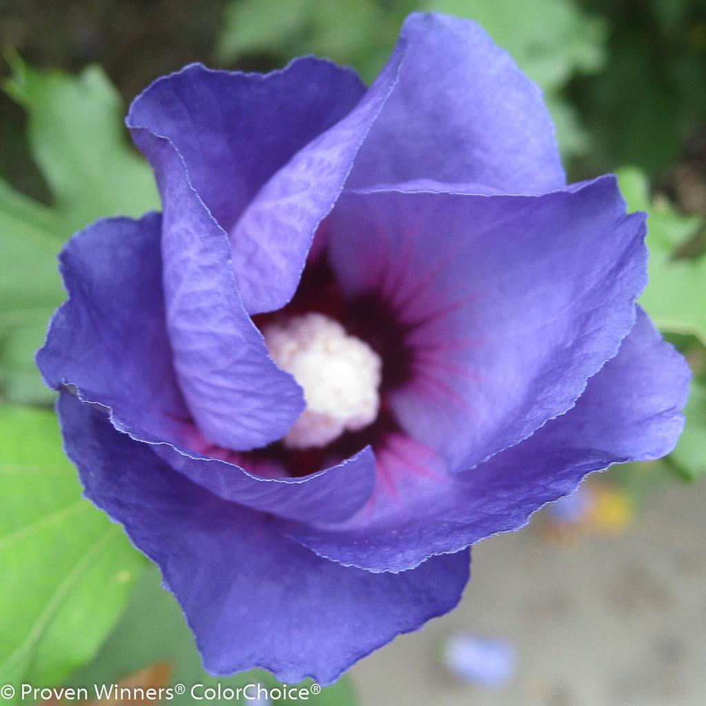 Hibiscus Syriacus Blue Satin - View 3 from www redcrocus com