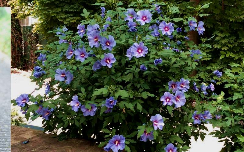 Hibiscus Syriacus Blue Satin - View 4 from www redcrocus com