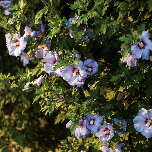 Hibiscus Syriacus Blue Satin - View 5 from www redcrocus com