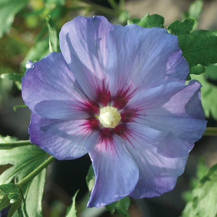 Hibiscus Syriacus Blue Satin - View 6 from www redcrocus com