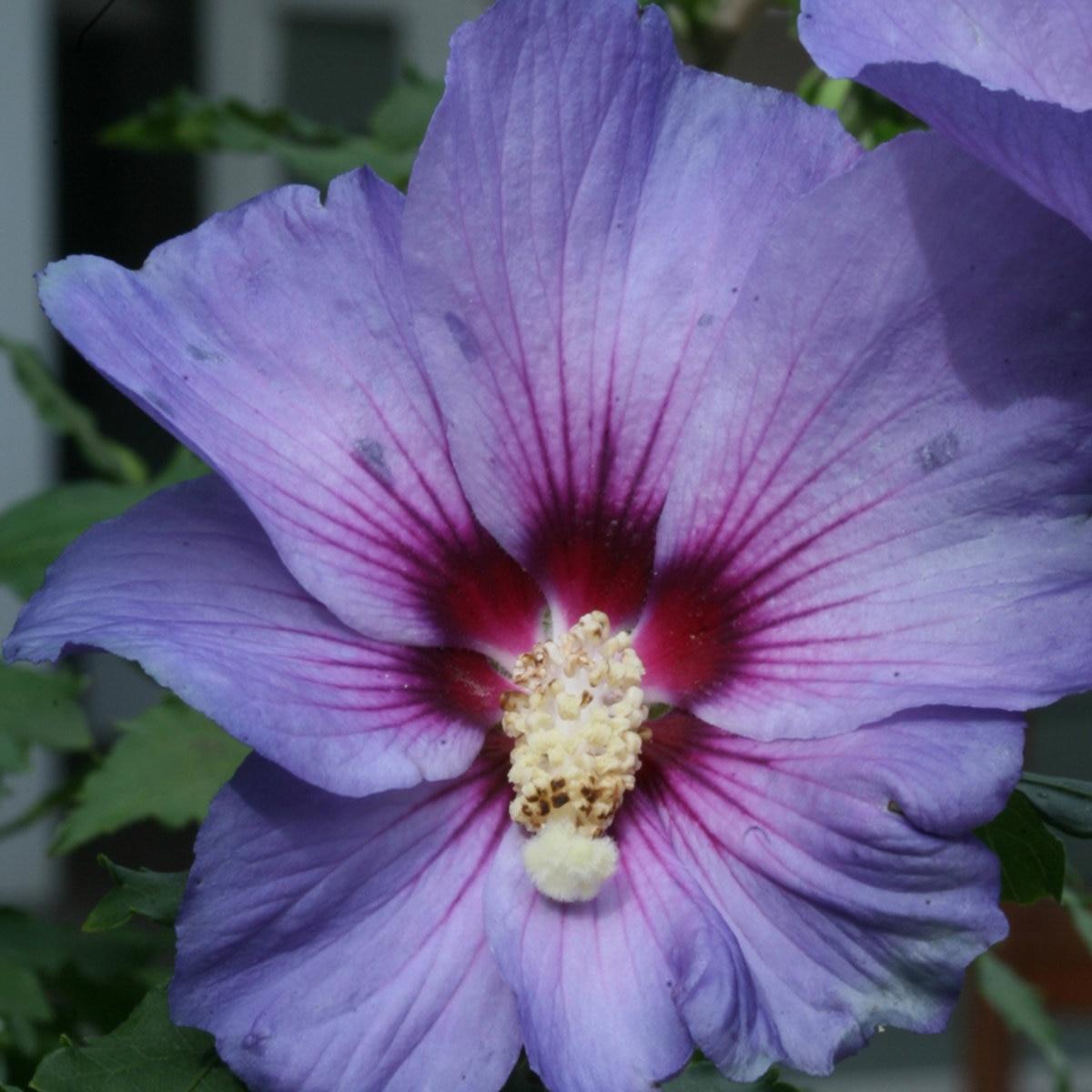 Hibiscus Syriacus Blue Satin - View 8 from www redcrocus com