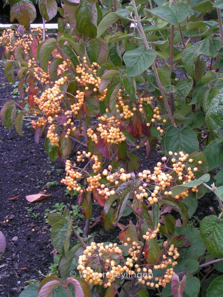 Viburnum Dilatatum Michael Dodge - View 5 from www redcrocus com