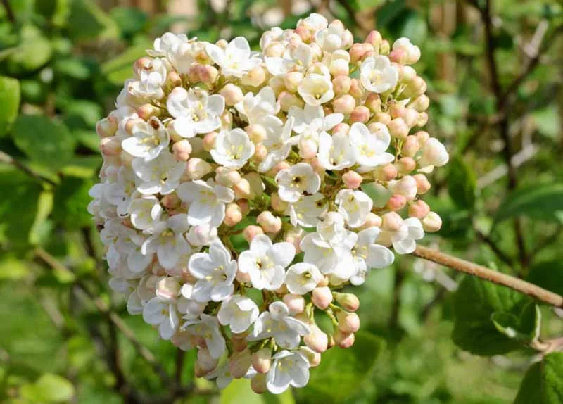 Viburnum Carlcephalum - View 11 from www redcrocus com