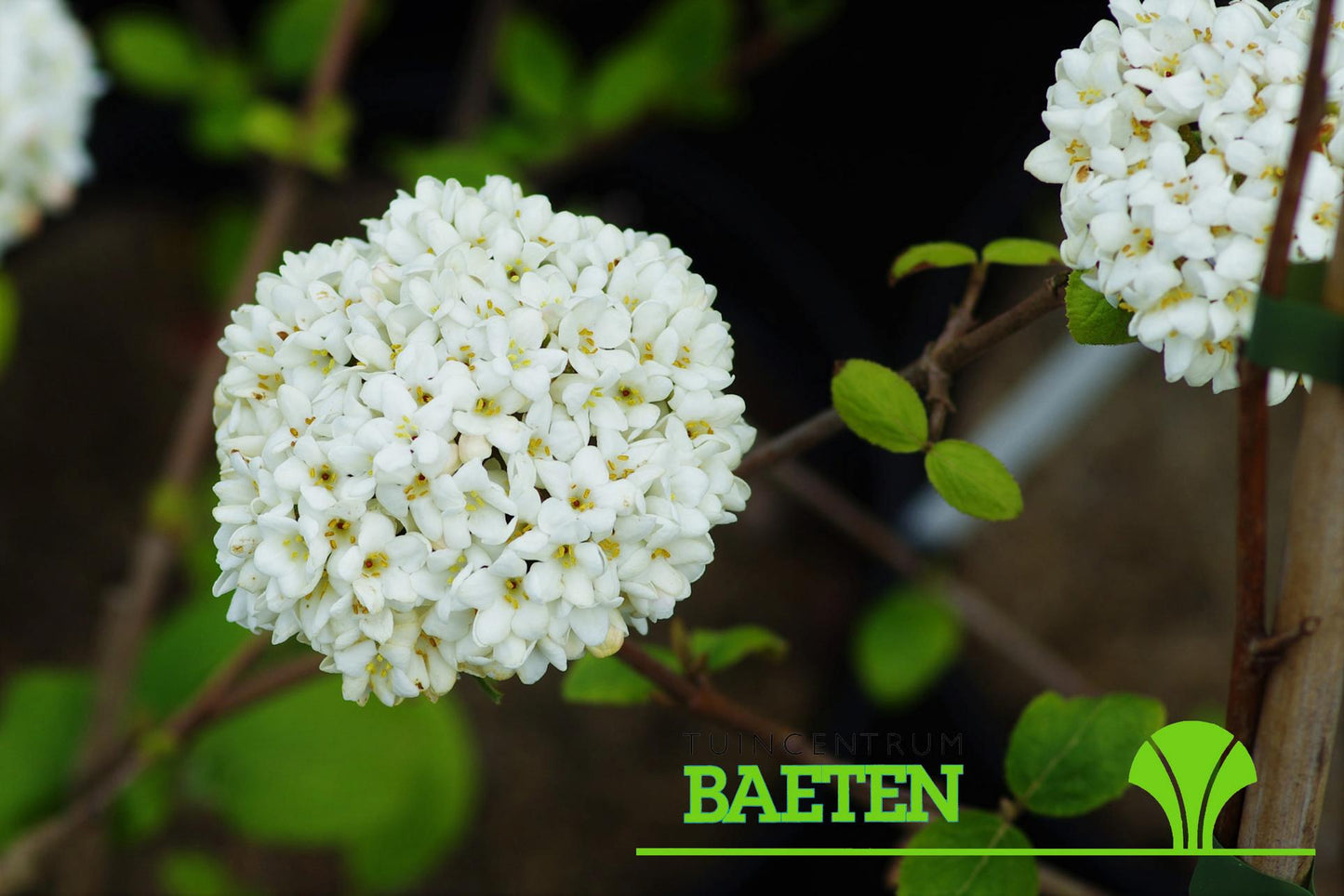 Viburnum Carlcephalum - View 14 from www redcrocus com