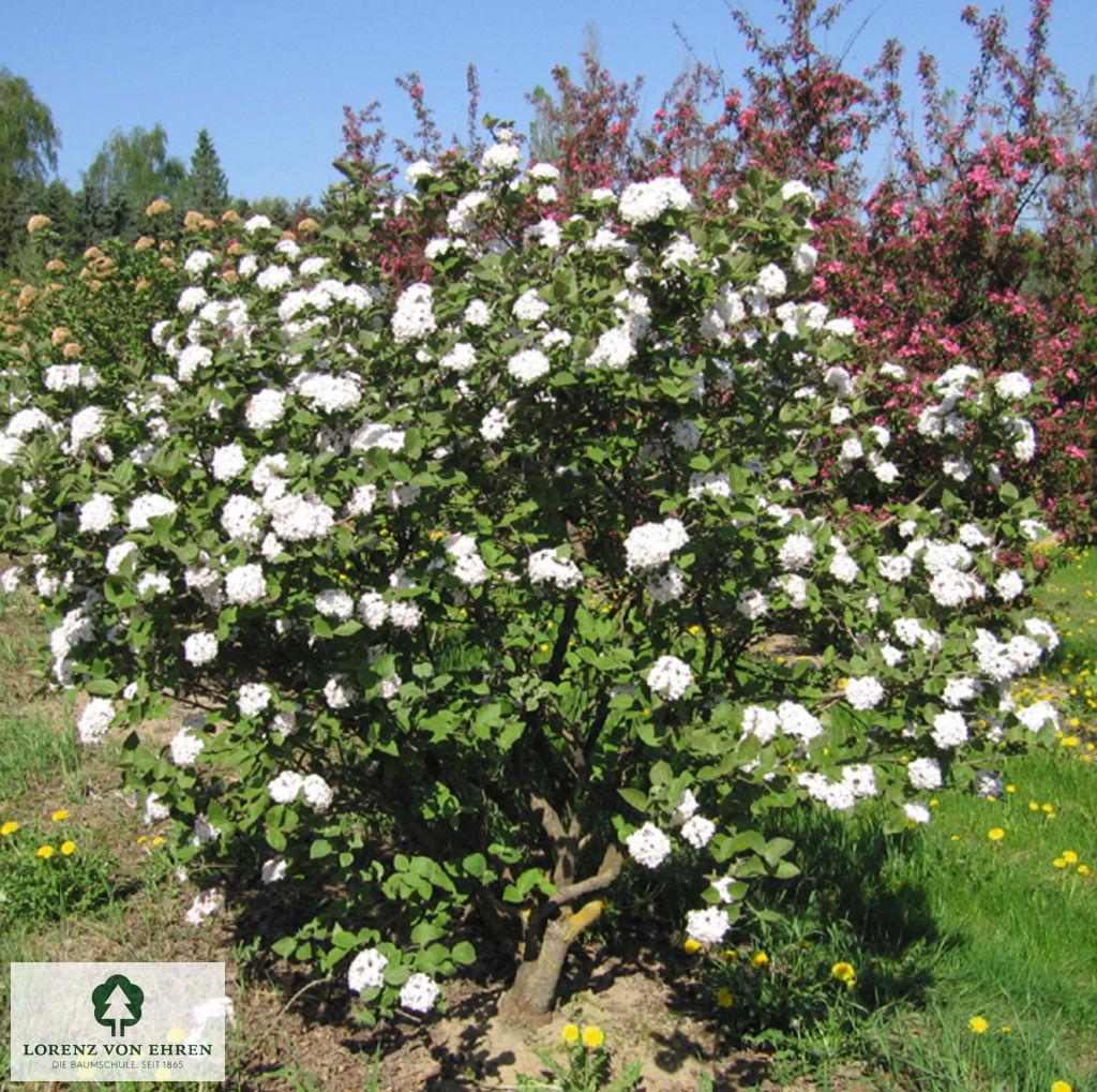 Viburnum Carlcephalum - View 17 from www redcrocus com