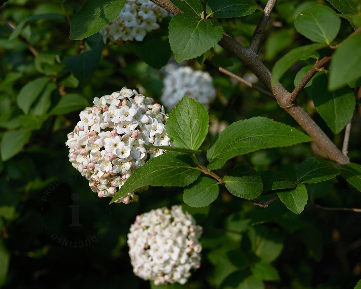 Viburnum Carlcephalum - View 18 from www redcrocus com