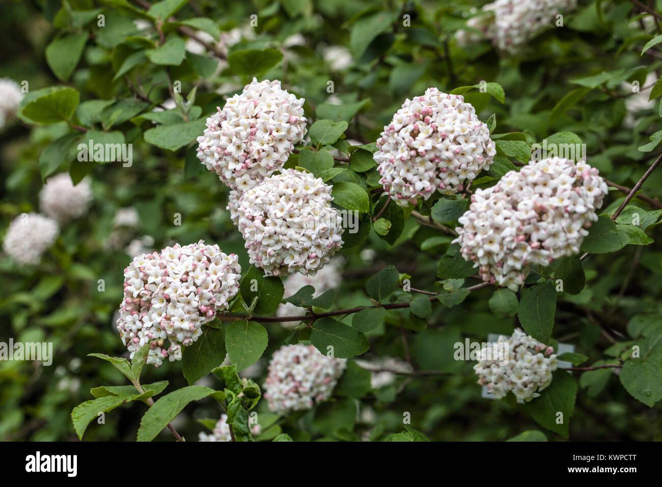 Viburnum Carlcephalum - View 19 from www redcrocus com