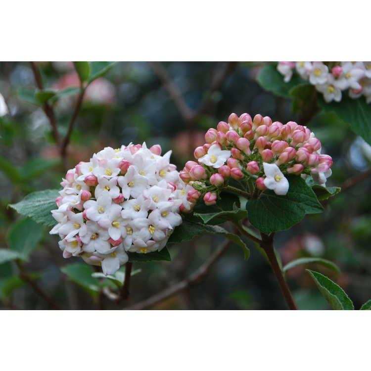 Viburnum Carlcephalum - View 20 from www redcrocus com