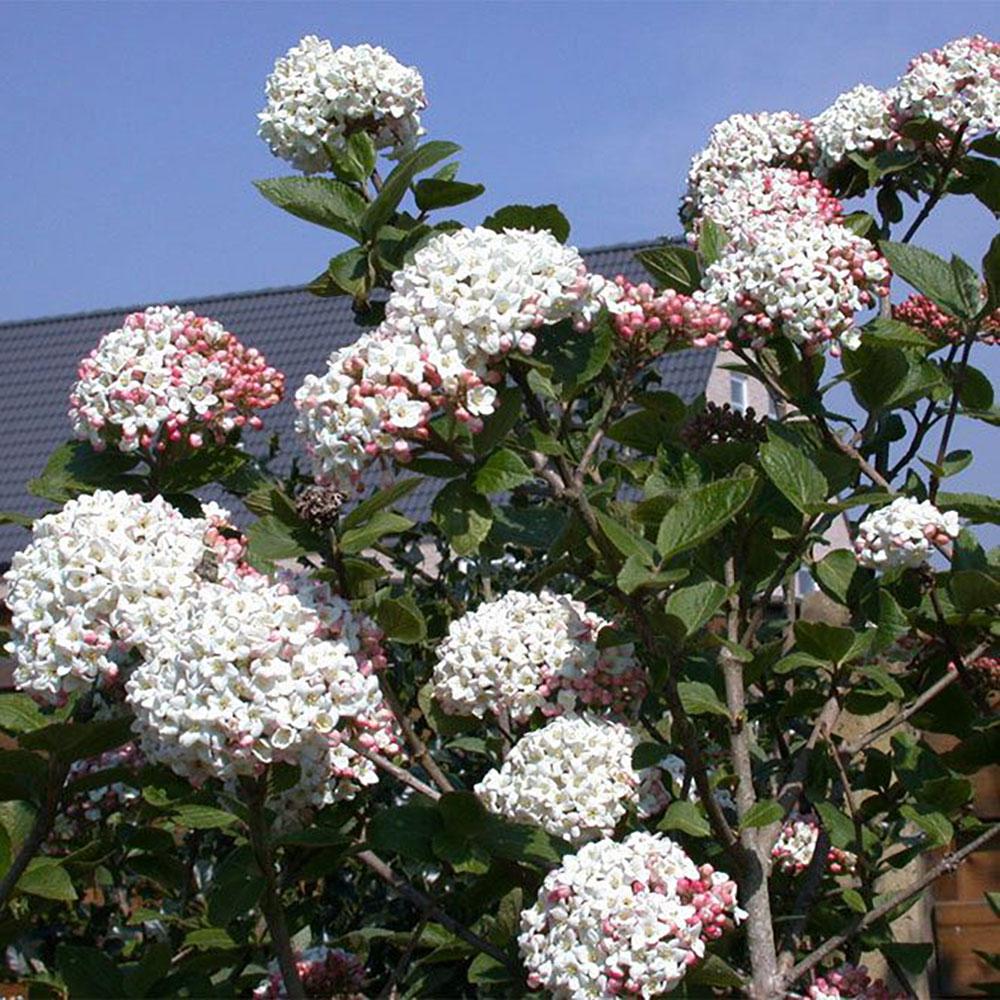 Viburnum Carlcephalum - View 7 from www redcrocus com